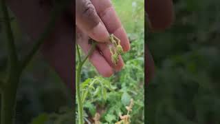 Common Tomato Diseases Fusarium Wilt garden gardening plants tomato [upl. by Carlynn266]