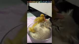 Cat Funny videoFunny viral shortBaby ducklings making fun with kittenfunnyviralshortfunnyshorts [upl. by Yahsram]