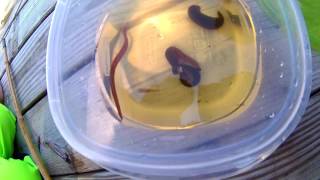 Leech Feeding On Mosquitofish [upl. by Ihcelek951]