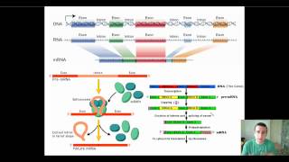 Eukaryotic PostTranscriptional RNA Processing [upl. by Anertac]