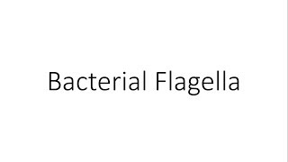 Bacterial Flagella  Microbiology [upl. by Procto985]