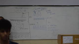 Histology  Functional histology of stomach amp duodenum  Prof Wagih [upl. by Ennoved866]