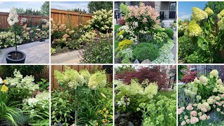 How to Prune Panicle Hydrangea Trees Newly Trained amp Mature Hydrangeas  Early April 2022 [upl. by Amathist]