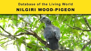 Nilgiri WoodPigeon  Database of the Living World  DBLW [upl. by Benedicta671]