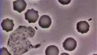 Crawling Neutrophil chasing bacterium Fagocitando bacteria [upl. by Gettings]