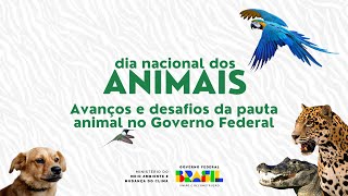 Dia Nacional dos Animais  avanços e desafios da pauta animal no governo federal [upl. by Nnairac]