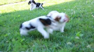 Cavalier King Charles Spaniel Puppies For Sale [upl. by Tterraj]