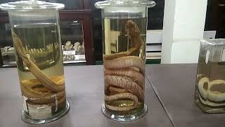 Dr Hari Singh Gaur Central University zoology lab  Best zoology lab in India  Sagar University [upl. by Nnaear]