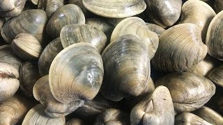 Catch amp Cook Clams  Shelling amp Clamming on Deserted Island in Outer Banks NC  Clam PoBoy Recipe [upl. by Ramsden]