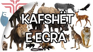 Kafshët e egra [upl. by Strander]