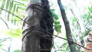 Introduction to Epiphytes [upl. by Bradly275]