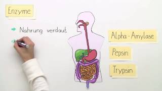 ENZYME  FUNKTIONSWEISE  BASISWISSEN  Biologie  Stoffwechselbiologie [upl. by Wellington]