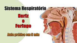 Anatomia Respiratória  Nariz e Faringe  Aula Prática [upl. by Idorb319]