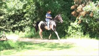 Black amp White Spotted Saddle Horse with Head shaking walking gait for sale [upl. by Collbaith604]