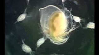 Daphnia magna  Ecdysis molting [upl. by Ormiston244]