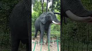 song bollywood music arijitsingh newsong amazing amazing nature bambootree musicgenre zo [upl. by Nettle]