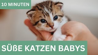 Süße Katzen Baby Videos  Kitten [upl. by Serena242]