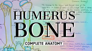 Humerus Bone Complete Anatomy  Easy notes and explanation humerus biology humananatomyinhindi [upl. by Alakim]