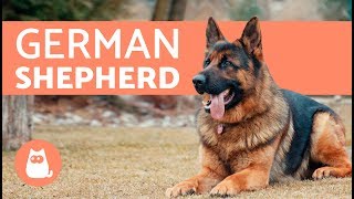 All about the German Shepherd  History care amp training [upl. by Ben]