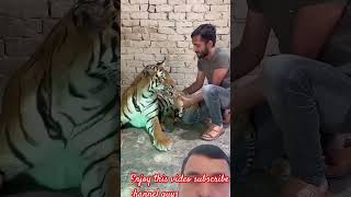 Tiger mother milk drink baby remix💞💞💞🤘💞💞short subscribe [upl. by Aryamo670]