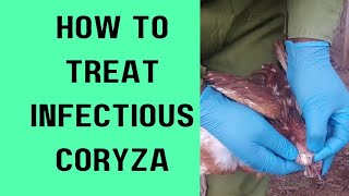 How to treat infectious coryza [upl. by Ayom]