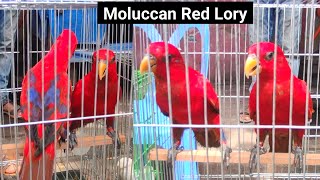 Moluccan Red Lory Bird Price and Details [upl. by Marcy]