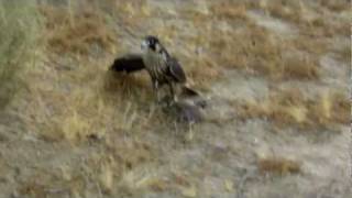 200mph Peregrine Falcon Stoop [upl. by Mahda]