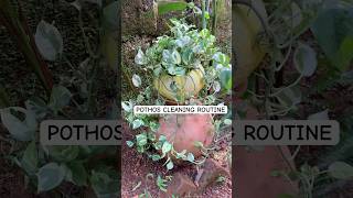 Why is it important to clean plant leaves Read caption pothos cleaning routine asmr bioclean [upl. by Noxin]