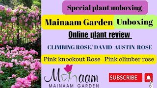 Unboxing climbingrose from Mainaam gardenPink climber roseKnockout Rosedavidaustinroses india [upl. by Bruyn]