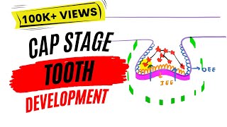 Development of tooth  Cap stage [upl. by Doelling]