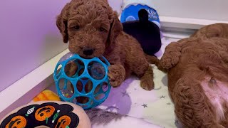 Happy 4 weeks to The Red Era goldendoodle babies [upl. by Alletsirhc419]