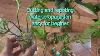 water propagation check house plants [upl. by Nostaw]