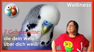 7 Geheimnisse die dein Wellensittich über dich weiß er beobachtet dich 246 [upl. by Hodosh]