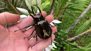 Beautiful Chalcosoma Male [upl. by Noell]