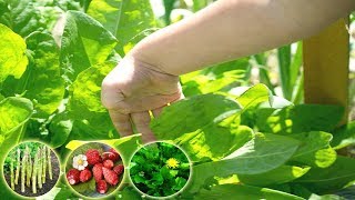 8 Vegetables And Fruits That Will Keep growing Year After Year  Gardening Tips [upl. by Ahsram]