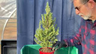 How to transform Dwarf Alberta Spruce nursery stock into Bonsai Part 2 15Dec2023 [upl. by Ternan]