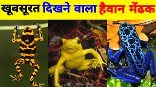 खूबसूरत दिखने वाला हैवान मेंढक 👹 Blue Poison Dart  Golden poison  Yellow Banded  Frog  Shorts [upl. by Draw]