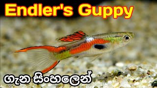 Endlers Guppy Endlers Livebearers CARE in Sinhala [upl. by Saisoj]