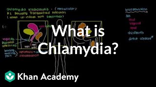 Ready to use realtime PCR kit for Chlamydia trachomatis manual Genekam Biotech [upl. by Imeka770]