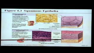 Anatomy and Physiology Help Chapter 4 Tissues [upl. by Franz]