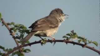 Barred warbler Sylvia nisoria [upl. by Oyek121]