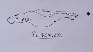 How to Draw Petromyzon Diagram  Draw Cyclostomata Diagram  Structure of Petromyzon in Very Simple [upl. by Nacul]