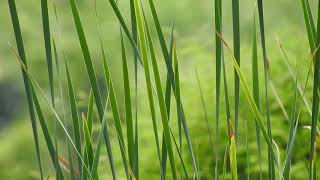 New Effect Green Grass Video BackgroundFree Nature Motion Background [upl. by Niroht]