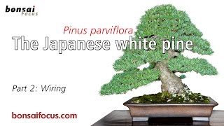 The Japanese white pine Part 2 Wiring [upl. by Brunk708]