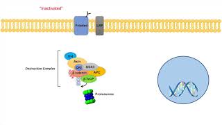 WntβCatenin Signaling Pathway  Overview Purpose and APC Mutations [upl. by Nirual]