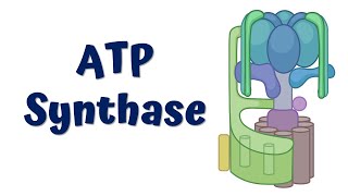 ATP synthase  Structure and Function [upl. by Deeyn]