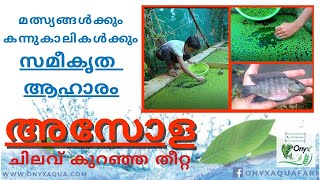 Simple Azolla Farming  Azolla culture  How to culture Azolla  Best zero cost fish feed Azolla [upl. by Dominy]