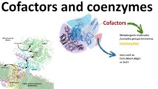 Cofactors and Coenzymes Enzymology 101 [upl. by Cathleen]