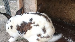 Breeding rabbits breedingbreedersrabbitsfarmlivingfarmslifemovingrabbitsrabbitslife [upl. by Yarod]