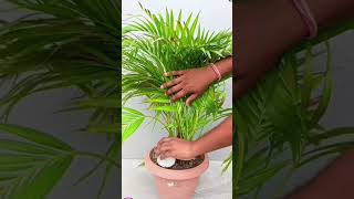 areca palm care youtubeshorts nature shortvideo arecapalmcare gardening [upl. by Oker]